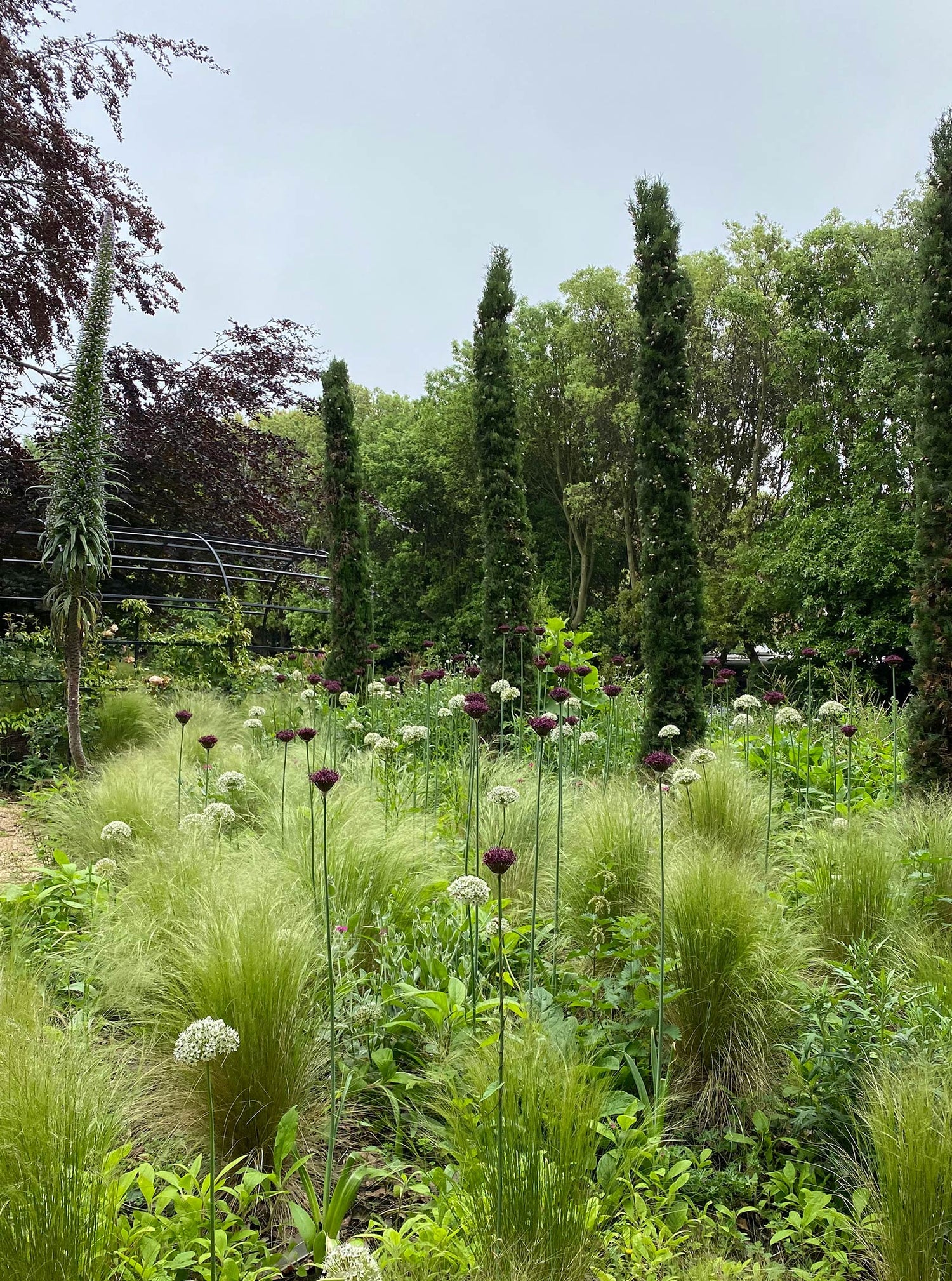 Italian cupressus